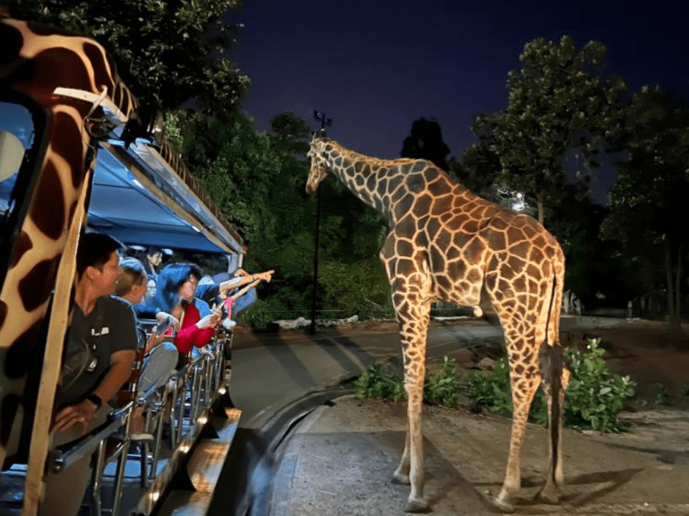 5 Best Night Safaris In Thailand To Experience Nocturnal Wildlife 5 Best Night Safaris In Thailand To Experience Nocturnal Wildlife